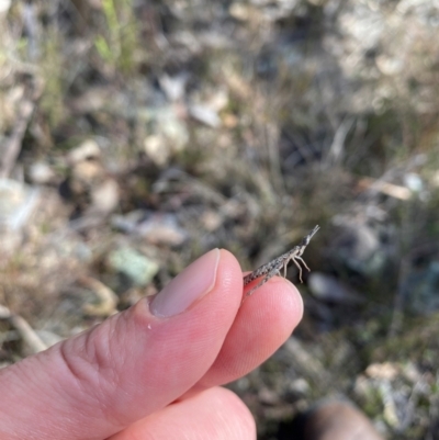 Keyacris scurra (Key's Matchstick Grasshopper) at Wamboin, NSW - 1 Aug 2024 by JT1997