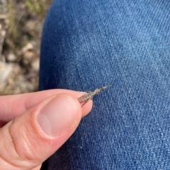 Keyacris scurra at Wamboin, NSW - suppressed