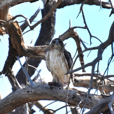 Hieraaetus morphnoides (Little Eagle) at Fyshwick, ACT - 17 Mar 2020 by davidcunninghamwildlife