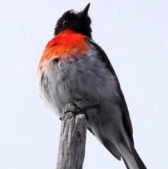 Petroica boodang (Scarlet Robin) at Rendezvous Creek, ACT - 28 Jul 2024 by jb2602