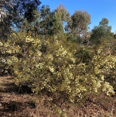 Acacia genistifolia (Early Wattle) at Watson, ACT - 10 Jun 2024 by waltraud