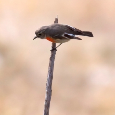 Petroica boodang (Scarlet Robin) at Rendezvous Creek, ACT - 28 Jul 2024 by jb2602