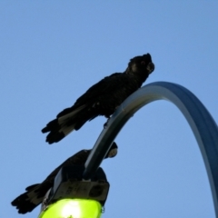 Zanda latirostris (Carnaby's Black-Cockatoo) at Ellenbrook, WA - 3 May 2022 by MB