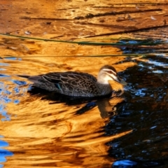 Anas superciliosa (Pacific Black Duck) at Ellenbrook, WA - 6 May 2022 by MB