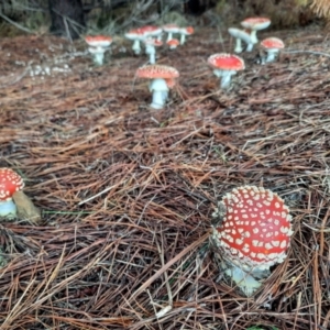 Amanita muscaria at Greenway, ACT - 14 May 2022 10:19 AM