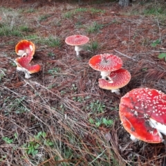 Amanita muscaria at Greenway, ACT - 14 May 2022