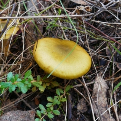 Cortinarius austrovenetus at Tharwa, ACT - 18 May 2022 by MB