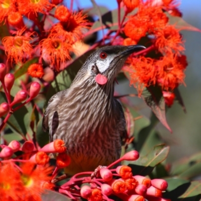 Anthochaera carunculata (Red Wattlebird) at Acton, ACT - 25 Jun 2022 by MB