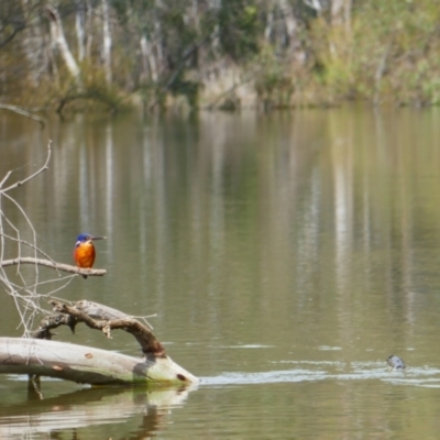 Ceyx azureus (Azure Kingfisher) at Mathoura, NSW - 23 Sep 2022 by MB