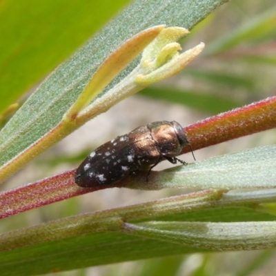 Diphucrania sp. (genus) (Jewel Beetle) at Theodore, ACT - 30 Dec 2020 by owenh