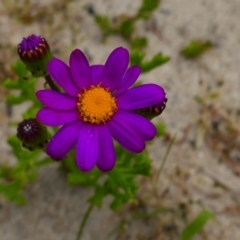 Senecio elegans (Purple Groundsel) at Windy Harbour, WA - 6 Oct 2022 by MB