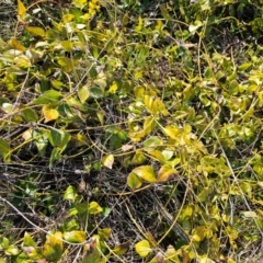 Vinca major at Hume, ACT - 1 Aug 2024