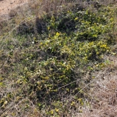 Vinca major at Hume, ACT - 1 Aug 2024