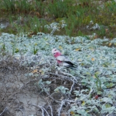 Eolophus roseicapilla (Galah) at Augusta, WA - 7 Oct 2022 by MB