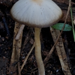 zz agaric (stem; gill colour unknown) at South Wolumla, NSW - 30 Jul 2024 by Teresa