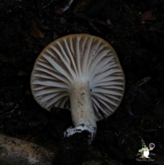 Unidentified Cap on a stem; gills below cap [mushrooms or mushroom-like] at South Wolumla, NSW - 31 Jul 2024 by Teresa