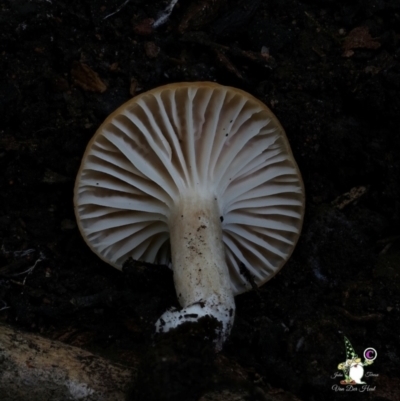 Unidentified Cap on a stem; gills below cap [mushrooms or mushroom-like] at South Wolumla, NSW - 31 Jul 2024 by Teresa