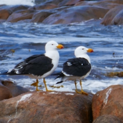 Larus pacificus (Pacific Gull) at Leeuwin, WA - 7 Oct 2022 by MB