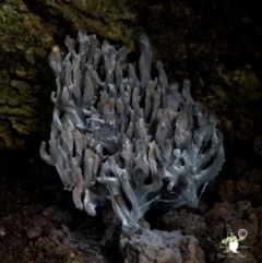 Ramaria sp. at South Wolumla, NSW - 31 Jul 2024 by Teresa