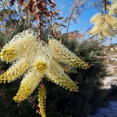 Grevillea sp. (Grevillea) at Ellenbrook, WA - 15 Oct 2022 by MB