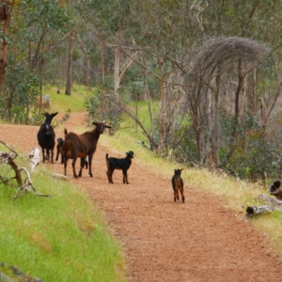 Capra hircus (Wild Goat) at Walyunga National Park, WA - 20 Oct 2022 by MB