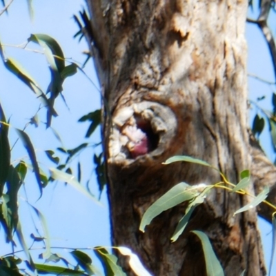 Eolophus roseicapilla (Galah) at Edgewater, WA - 31 Oct 2022 by MB