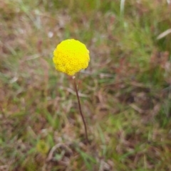 Craspedia sp. (Billy Buttons) at Taylor, ACT - 21 Nov 2022 by MB