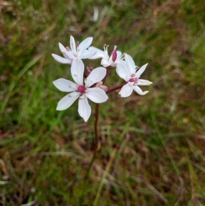 Burchardia umbellata (Milkmaids) at Taylor, ACT - 21 Nov 2022 by MB