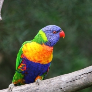 Trichoglossus moluccanus at Richardson, ACT - 6 Jan 2022