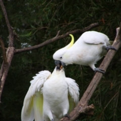 Cacatua galerita (Sulphur-crested Cockatoo) at Richardson, ACT - 18 Jan 2022 by MB