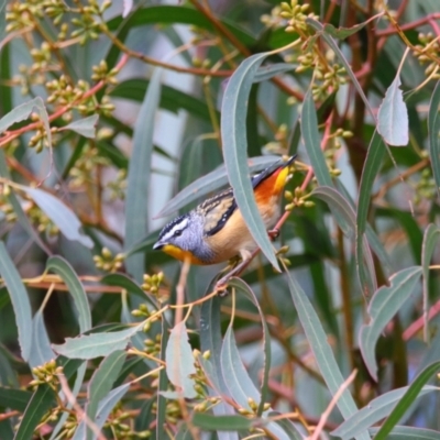 Pardalotus punctatus (Spotted Pardalote) at Richardson, ACT - 17 Jun 2022 by MB