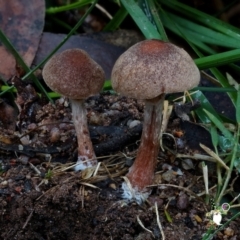 Unidentified Cap on a stem; gills below cap [mushrooms or mushroom-like] at South Wolumla, NSW - 31 Jul 2024 by Teresa