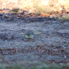 Acanthiza chrysorrhoa (Yellow-rumped Thornbill) at Richardson, ACT - 18 Jun 2022 by MB