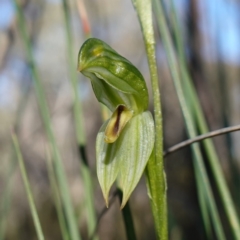 Bunochilus umbrinus (ACT) = Pterostylis umbrina (NSW) (Broad-sepaled Leafy Greenhood) at Denman Prospect, ACT by RobG1