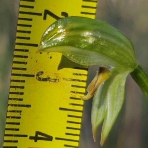 Bunochilus umbrinus (ACT) = Pterostylis umbrina (NSW) at suppressed - 1 Aug 2024