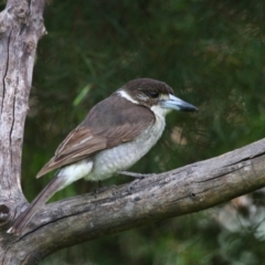 Cracticus torquatus (Grey Butcherbird) at Richardson, ACT - 19 Nov 2022 by MB