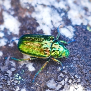 Diphucephala sp. (genus) at Ngarigo, NSW - 28 Dec 2022