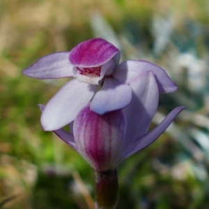 Caladenia alpina at Perisher Valley, NSW - 28 Dec 2022