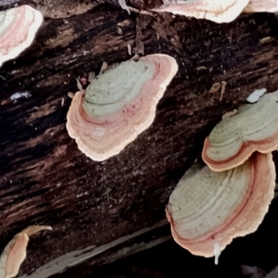 Trametes sp. at South Wolumla, NSW - 30 Jul 2024 by Teresa