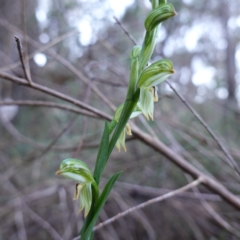 Bunochilus montanus (ACT) = Pterostylis jonesii (NSW) (Montane Leafy Greenhood) at Jerrabomberra, NSW - 30 Jul 2024 by RobG1