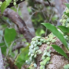 Dischidia nummularia (Button Orchid) at Archer River, QLD - 1 Aug 2024 by lbradley