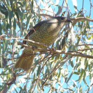 Ptilonorhynchus violaceus at Kambah, ACT - 27 Jul 2024