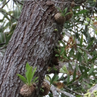 Myrmecodia beccarii (Ant Plant) by lbradley