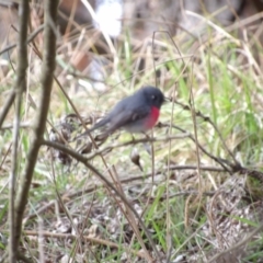 Petroica rosea (Rose Robin) at Braidwood, NSW - 1 Aug 2024 by MatthewFrawley