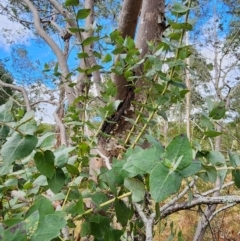 Eucalyptus crenulata at Mongarlowe, NSW - 1 Aug 2024 03:01 PM