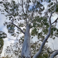 Eucalyptus michaeliana at Mongarlowe, NSW - 1 Aug 2024 02:16 PM