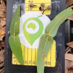 Eucalyptus radiata subsp. radiata (Narrow-leaved Peppermint) at Mongarlowe, NSW - 1 Aug 2024 by Steve818