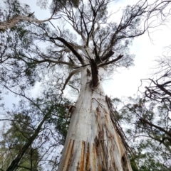 Eucalyptus rubida subsp. rubida (Candlebark) at Mongarlowe, NSW - 1 Aug 2024 by Steve818