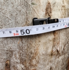 Eucalyptus rubida subsp. rubida at Mongarlowe, NSW - 1 Aug 2024