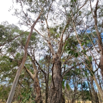 Eucalyptus ovata subsp. ovata (swamp gum) at Mongarlowe, NSW - 1 Aug 2024 by Steve818